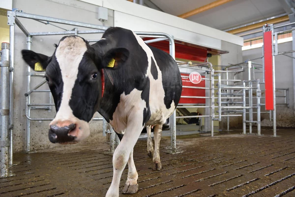 Lely Astronaut A4