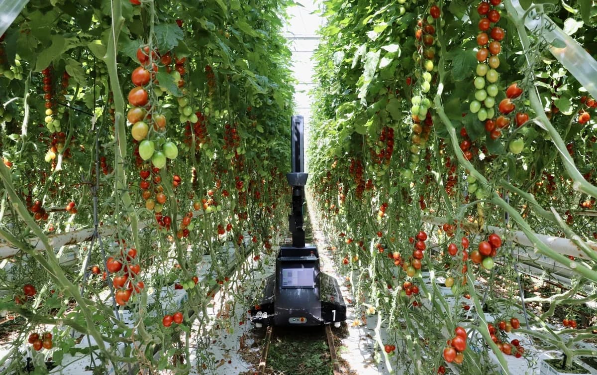 inaho Snack Tomato Harvesting Robot ver3