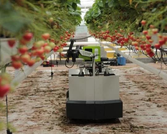 Octinion Rubion